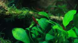 Besatz im Aquarium A red one aufgelöst