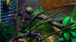 Pflanzen im Aquarium A red one aufgelöst