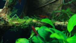 Besatz im Aquarium A red one aufgelöst