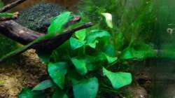 Pflanzen im Aquarium A red one aufgelöst