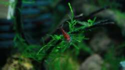 Besatz im Aquarium A red one aufgelöst