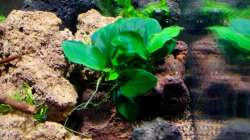 Pflanzen im Aquarium A red one aufgelöst