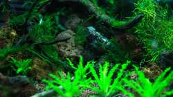 Pflanzen im Aquarium A red one aufgelöst