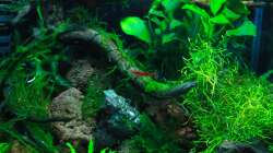 Pflanzen im Aquarium A red one aufgelöst