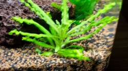 Pflanzen im Aquarium A red one aufgelöst