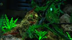 Besatz im Aquarium A red one aufgelöst