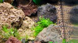 Pflanzen im Aquarium A red one aufgelöst