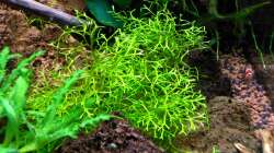 Es wächst und gedeiht =)