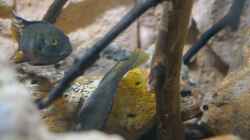 Benitochromis nigrodorsalis beim laichen 