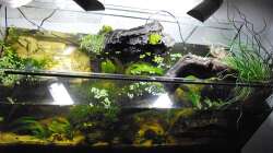 Aquarium Halbvoll oder halbleer?