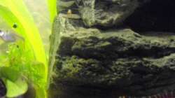 Besatz im Aquarium Halbvoll oder halbleer?