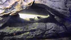 Dekoration im Aquarium Halbvoll oder halbleer?