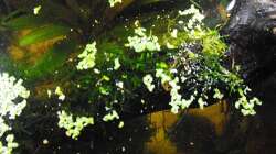 Pflanzen im Aquarium Halbvoll oder halbleer?