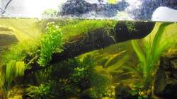 Pflanzen im Aquarium Halbvoll oder halbleer?