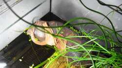 Pumpe und Torfbeutel