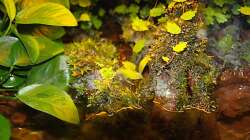 Die Pflanzen wachsen prächtig...