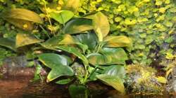 ...und diese blühen ganzjährig.