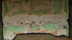 Froschufer im Aufbau