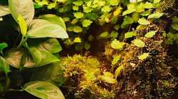 Moose wachsen emers und submers. Wo die wohl alle herkommen?