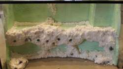 Froschufer im Aufbau