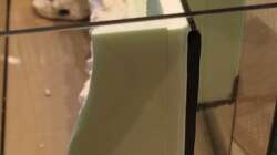 Froschufer im Aufbau