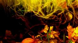 Aquarium Südamerika