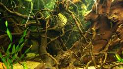 Aquarium Südamerika