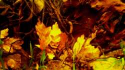 Aquarium Südamerika