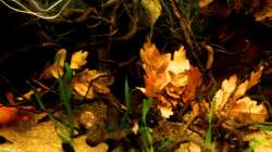 Aquarium Südamerika