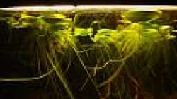 Limnobium laevigatum