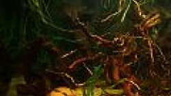 Aquarium Südamerika