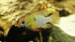 Besatz im Aquarium Amazonas Becken  nur noch als Beispiel