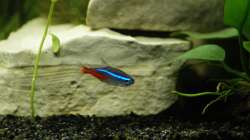 Besatz im Aquarium Amazonas Becken  nur noch als Beispiel