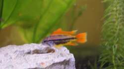 Besatz im Aquarium Amazonas Becken  nur noch als Beispiel