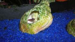 Garnele in Schneckenhaus