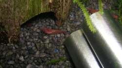 Garnele vor Eingang zur Kokosnuss