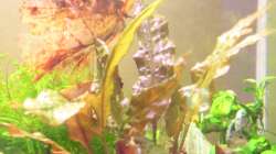 Wendt`s Wasserkelch `Tropica`