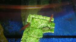 Garnelen auf Dekoration