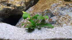 Pflanzen im Aquarium Becken 2266