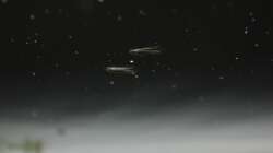 die kleinen Racker,das Auswachsen des Unterkiefers beginnt