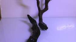 die verwendeten Wurzeln