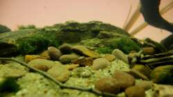 Dekoration im Aquarium Matano Lake