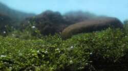 Pflanzen im Aquarium Matano Lake