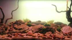 mit hellem Hintergrund