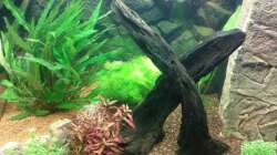 Aquarium Juwel Lido 120 weiß