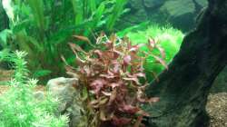 Aquarium Juwel Lido 120 weiß
