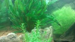 Pflanzen im Aquarium Juwel Lido 120 weiß