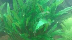 Pflanzen im Aquarium Juwel Lido 120 weiß