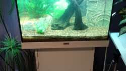 Aquarium Juwel Lido 120 weiß