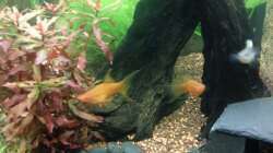 Aquarium Juwel Lido 120 weiß